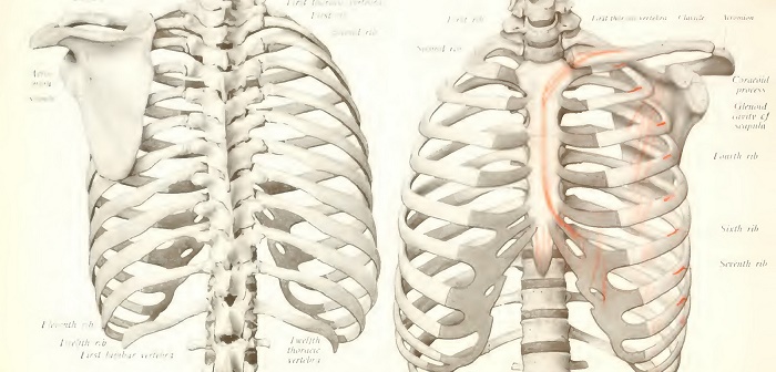 Basics in anatomy